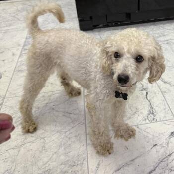 Addy -  Poodle Dog for Adoption in Hillsborough, North Carolina - Addy | PetCurious