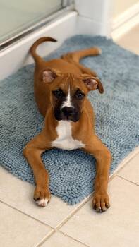NOVA -  Boxer Dog Available for Adoption in Park Row, Texas - NOVA | PetCurious