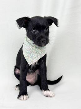 Schnauzer and Chihuahua Dogs Available for Adoption in Kerrville, Texas - Leigh | PetCurious