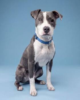 Todd -  Mixed Breed Dog for Adoption - Todd | PetCurious
