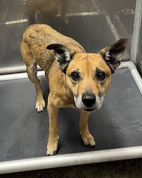 Mixed Breed Dogs Available for Adoption in West Chester, Pennsylvania - Magnolia | PetCurious