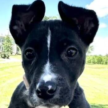 Flame - 003929 -  Mixed Breed Dog for Adoption in Marshall, Virginia - Flame - 003929 | PetCurious