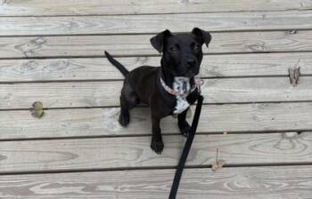 Rescue Mixed Breed Dogs for Adoption in Maumee, Ohio - Neon | PetCurious
