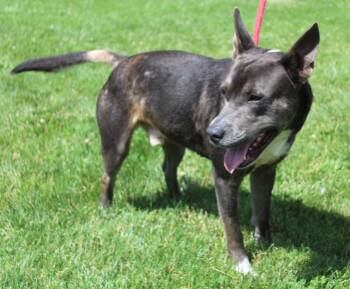 Goose (12010) -  Pit Bull Terrier Dog for Adoption in Heath, Ohio - Goose (12010) | PetCurious