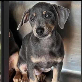 Bo-Peep Available 10/23_4 -  Chihuahua Dog for Adoption in Loves Park, Illinois - Bo-Peep Available 10/23_4 | PetCurious