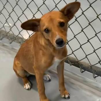 Munch -  Mixed Breed Dog for Adoption in Aldie, Virginia - Munch | PetCurious