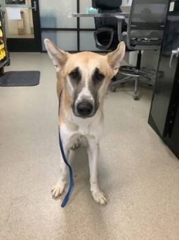 Rescue Shepherd and Mixed Breed Dogs for Adoption in Fort Worth, Texas - 59783021 | PetCurious