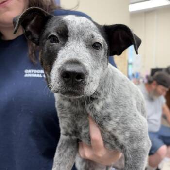 Peach -  Australian Cattle Dog Blue Heeler Dog for Adoption in Rossville, Georgia - Peach | PetCurious