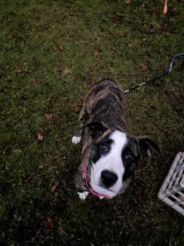 Rescue German Shepherd Dog and Pit Bull Terrier Dogs for Adoption in Cortland, New York - Mary | PetCurious