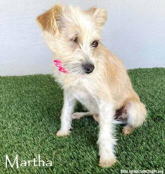 Rescue Terrier Dogs for Adoption in San Diego, California - Martha | PetCurious