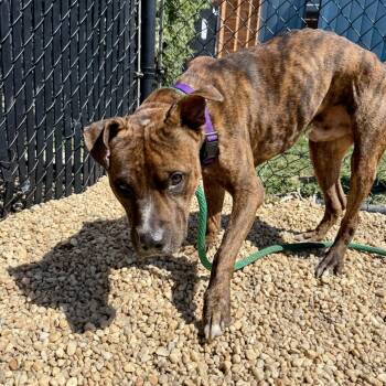 Mixed Breed Dogs Available for Adoption - Denver | PetCurious