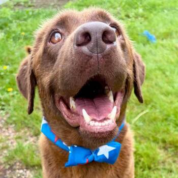 Justice -  Chocolate Labrador Retriever Dog for Adoption in Pekin, Illinois - Justice | PetCurious