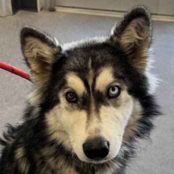 Rescue Mixed Breed Dogs for Adoption in Las Cruces, New Mexico - Alice | PetCurious