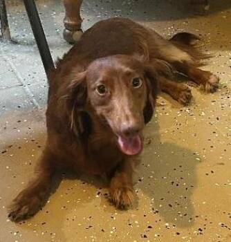 ODIE -  Dachshund Dog for Adoption in Georgetown, Kentucky - ODIE | PetCurious