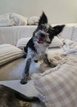 Puffin -  Wirehaired Terrier and Border Collie Dog for Adoption in Homestead, Florida - Puffin | PetCurious