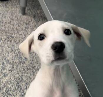 Labrador Retriever Dogs Available for Adoption in Golden, Colorado - Abbot | PetCurious