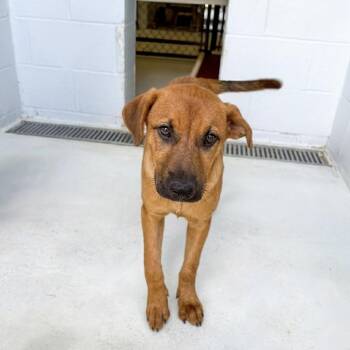 Fallon 26-06-020 -  Black Mouth Cur and Australian Kelpie Dog for Adoption in Bastrop, Texas - Fallon 26-06-020 | PetCurious
