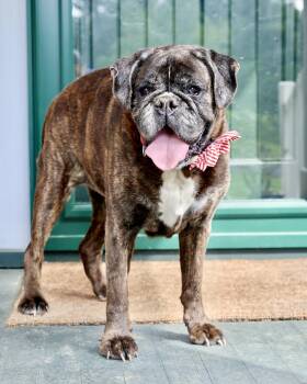 Speakeasy -  Boxer Dog for Adoption in New York, New York - Speakeasy | PetCurious