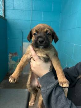 Hound and Australian Shepherd Dogs Available for Adoption - Jasmine | PetCurious