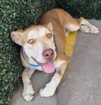 DOG 2 -  Mixed Breed Dog for Adoption in El Paso, Texas - DOG 2 | PetCurious
