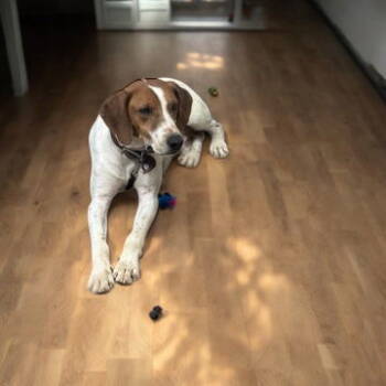 Rescue Hound Dogs for Adoption in Nashville, Tennessee - Booney Boy | PetCurious
