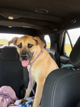 Rufus #2 -  Great Dane and Mixed Breed Dog for Adoption in Portland, Indiana - Rufus #2 | PetCurious