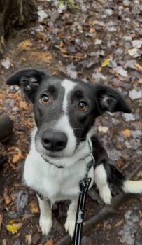 VIOLA -  Border Collie Dog for Adoption in Millerstown, Pennsylvania - VIOLA | PetCurious