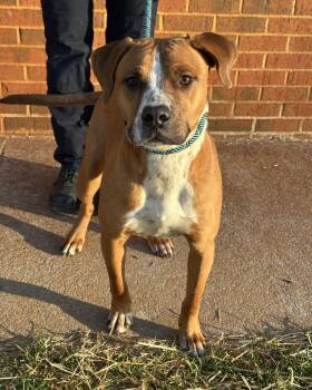 Boxer Dogs Available for Adoption - Flynn | PetCurious