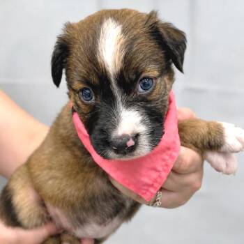 Libra -  Mixed Breed Dog for Adoption in Tampa, Florida - Libra | PetCurious