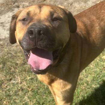Auggie -  Bullmastiff and German Shepherd Dog Dog for Adoption in San Jacinto, California - Auggie | PetCurious