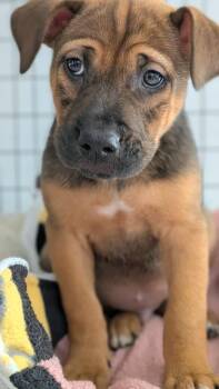 Mace -  Mixed Breed Dog for Adoption in St. Augustine, Florida - Mace | PetCurious