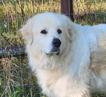 Rescue Great Pyrenees Dogs for Adoption in Peyton, Colorado - Chloe | PetCurious