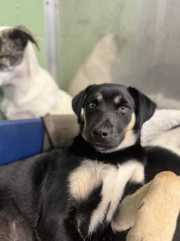 Saint Bernard Dogs Available for Adoption - Jaelin | PetCurious