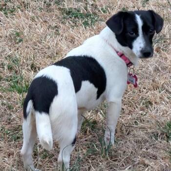 Jack Russell Terrier Dogs Available for Adoption - Fivel | PetCurious