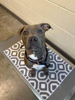 Cane Corso and Mixed Breed Dogs Available for Adoption in Leesburg, Virginia - BRAD | PetCurious
