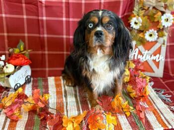 Rescue Cavalier King Charles Spaniel Dogs for Adoption in Peebles, Ohio - Bert | PetCurious