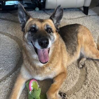 Rescue German Shepherd Dog Dogs for Adoption in Palm Springs, California - Greta | PetCurious