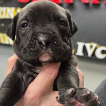 Terrier Dogs Available for Adoption in St. Louis, Missouri - Promise | PetCurious