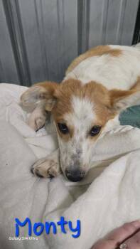 Chihuahua and Australian Cattle Dog Blue Heeler Dogs Available for Adoption in Warrenton, Missouri - LH  Monty | PetCurious