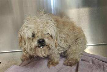 BUSTER -  Mixed Breed Dog for Adoption in Santa Fe, New Mexico - BUSTER | PetCurious