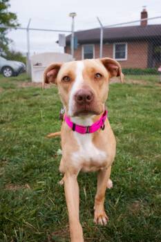 Terrier Dogs Available for Adoption in Floyd, Virginia - Remi | PetCurious