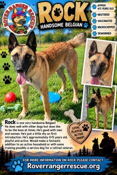 Rock -  German Shepherd Dog Dog for Adoption in Wrightwood, California - Rock | PetCurious