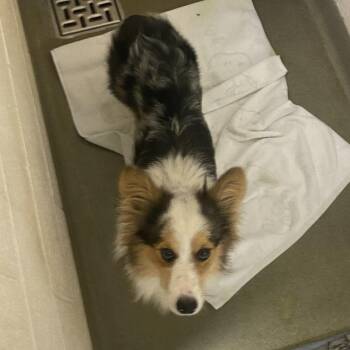 72289 -  Cardigan Welsh Corgi Dog for Adoption in Harrisonburg, Virginia - 72289 | PetCurious