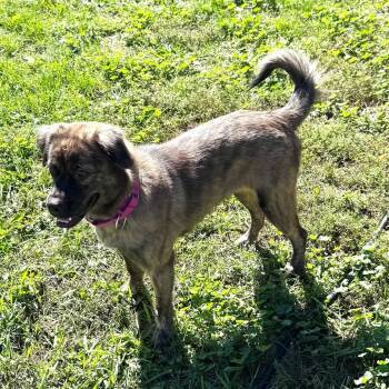 Phoebe -  Mixed Breed Dog for Adoption in Coldwater, Michigan - Phoebe | PetCurious