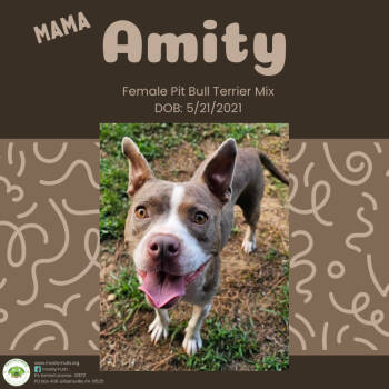Rescue Pit Bull Terrier Dogs for Adoption in Pottstown, Pennsylvania - Amity | PetCurious