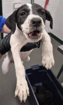 RARITY -  Labrador Retriever and Mixed Breed Dog for Adoption in Corpus Christi, Texas - RARITY | PetCurious