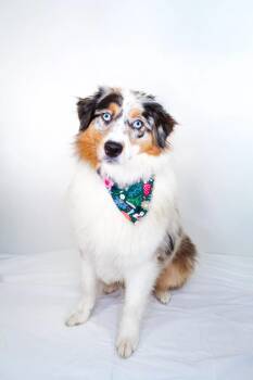 Sahara -  Australian Shepherd Dog for Adoption in Bixby, Oklahoma - Sahara | PetCurious