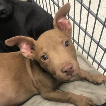Pit Bull Terrier and Labrador Retriever Dogs Available for Adoption in Conroe, Texas - FABIO | PetCurious