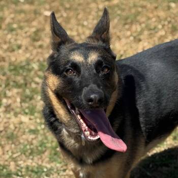 German Shepherd Dog Dogs Available for Adoption in Goleta, California - Freya | PetCurious