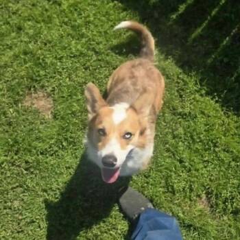 Lyla -  Cardigan Welsh Corgi Dog for Adoption in Baton Rouge, Louisiana - Lyla | PetCurious